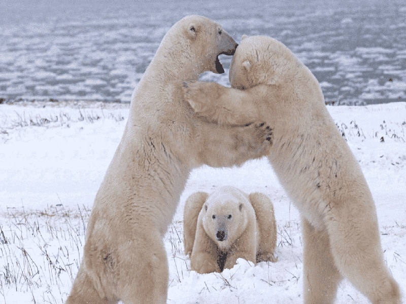 试管几次失败认为(专业试管瞿顾问)